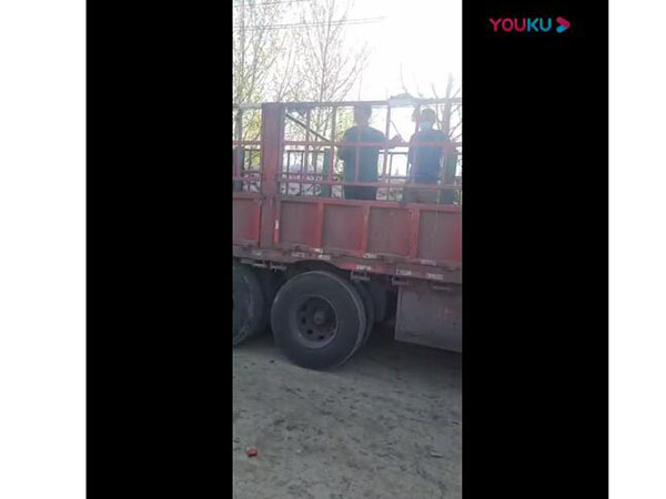 金葉女貞發貨現場